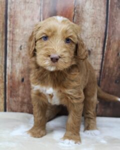 Sadie and Tucker's puppies available now