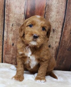 Washington labradoodle breeders biosensor Puppy Culture puppies