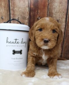 medium red labradoodles McMinnville puppies now