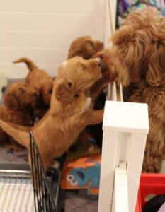 therapy dogs best labradoodle Oregon breeder Portland Salem