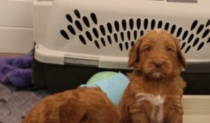 best labradoodle breeder puppies available