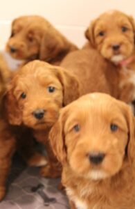 Oregon labradoodles Portland Beaverton Salem McMinnville breeder