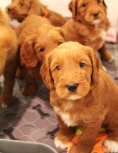 Sadie and Tucker's puppies are growing up