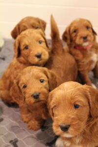 Bio sensor Puppy Culture labradoodle puppies