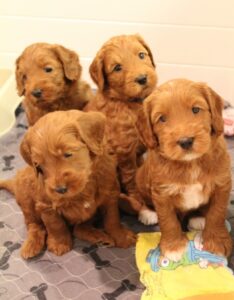 Portland Oregon labradoodle breeder best puppies biosensor