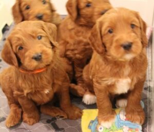 Oregon labradoodle puppies available