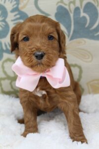 red labradoodle puppies available now