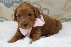 Four weeks Sage laying