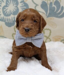 Sadie and Tucker's puppies are here