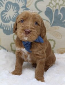 best red labradoodles puppies breeder