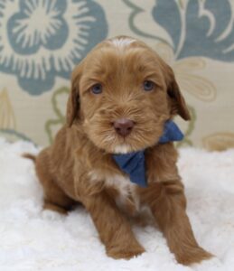 Portland Oregon labradoodles puppies available