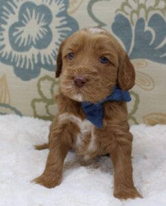 red labradoodles available Oregon Washington 