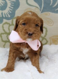 Oregon labradoodles best breeder