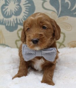 Four weeks Sullivan 2