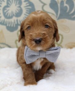 Sadie and Tucker's puppies are here