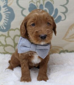 Four weeks Sullivan 3