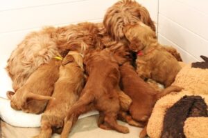 Puppy Culture breeder Oregon labradoodles
