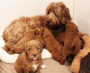 labradoodle therapy dogs puppies