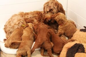 best Washington labradoodle puppies