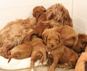best Oregon labradoodles breeder puppies available