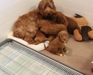 Four weeks litter box