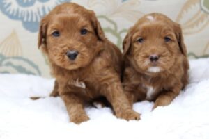 Four weeks sisters Stella on right