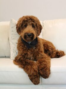 Taking reservations for puppies arriving this winter and spring