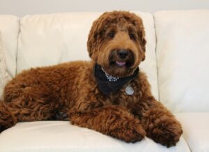 Meet our new standard boy Grady