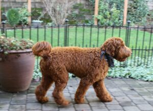 labradoodles stud service Oregon Portland