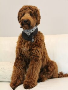 Meet our new standard boy Grady