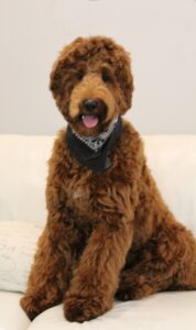 standard labradoodles black red puppies