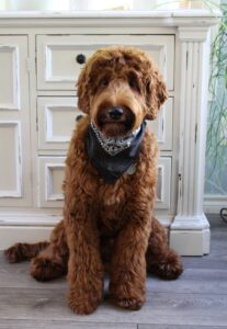 red labradoodles Oregon breeders stud service