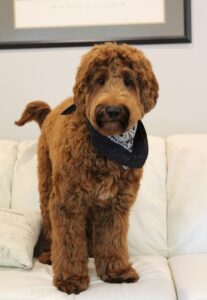 best Oregon labradoodle breeder service dogs