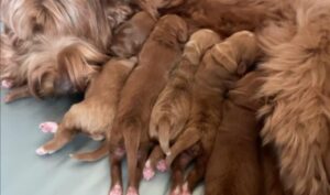 Sadie and Tucker's puppies are here