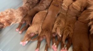 Sadie and Tucker's puppies are here