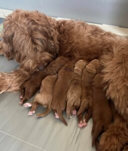 Sadie and Tucker's puppies are here