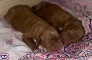 Sadie and Tucker's puppies have arrived