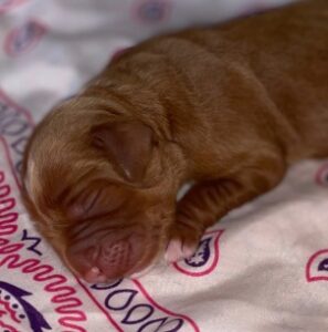 Puppy Culture labradoodle breeder