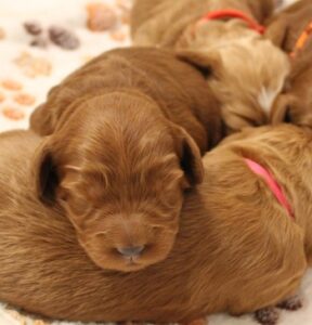 best labradoodle breeder Portland Oregon 