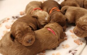 best labradoodle breeder 