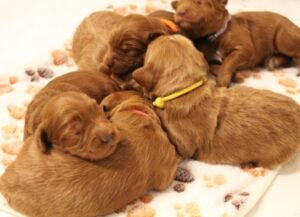 Salem oregon puppies nonshedding