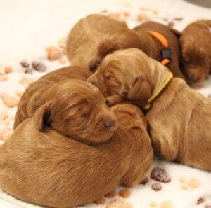 Salem Oregon labradoodle breeders 