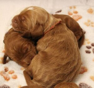 Oregon Puppy Culture breeder puppies labradoodles 