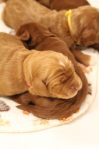 Sadie and Tucker's puppies