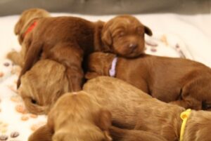 Sadie and Tucker's puppies