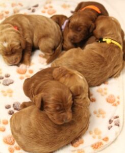 labradoodles therapy puppies Puppy Culture