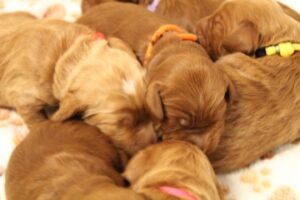 Puppy Culture labradoodles