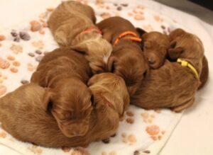 Puppy Culture breeder labradoodle puppies