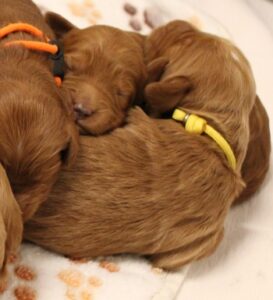 best labradoodle puppies breeder Oregon 