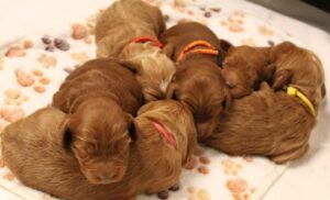 Oregon labradoodles breeder puppies